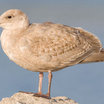 Glaucous-winged Gull